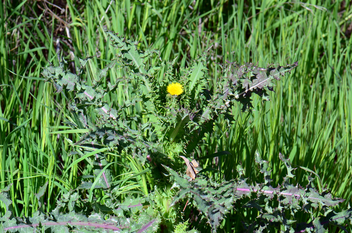 Spiny Sowthistle grows to 5 feet (1.5 m) or more; 8 feet (2 m).  They may be found up to 8,000 feet (2,438 m) in elevations. Habitat preferences are slightly moist areas, roadsides, disturbed, ruderale and waste areas, cultivated areas and gardens. Sonchus asper